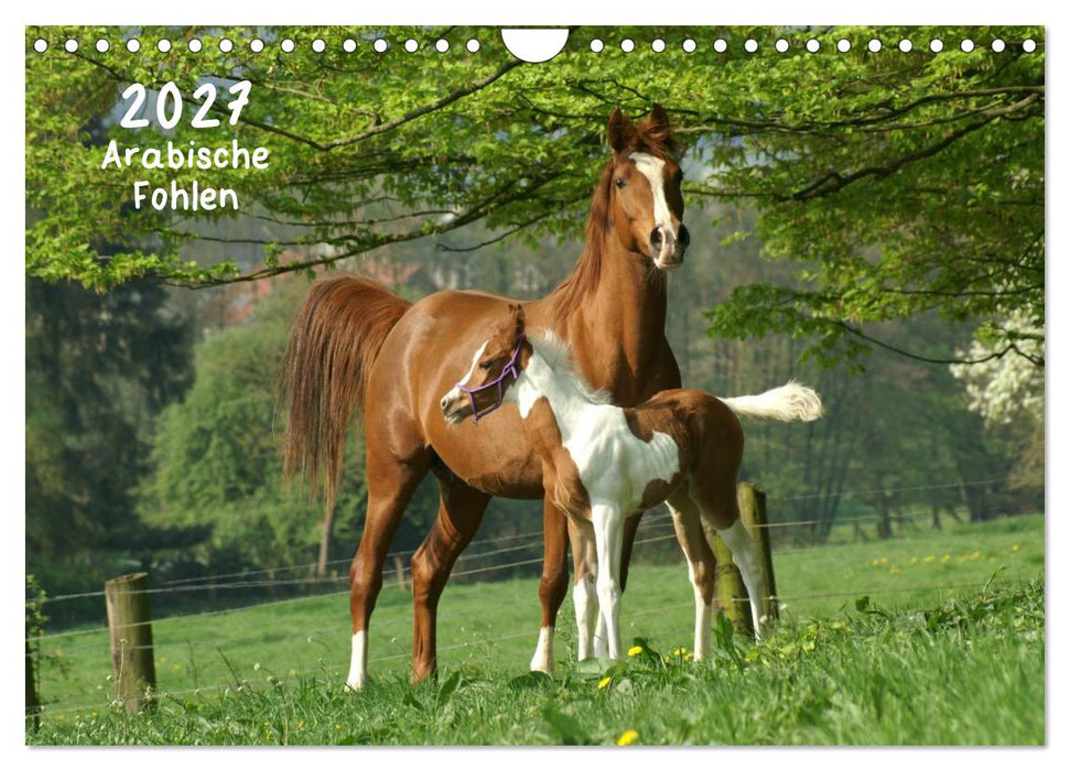 Arabische Fohlen 2027 (CALVENDO Wandkalender 2027)