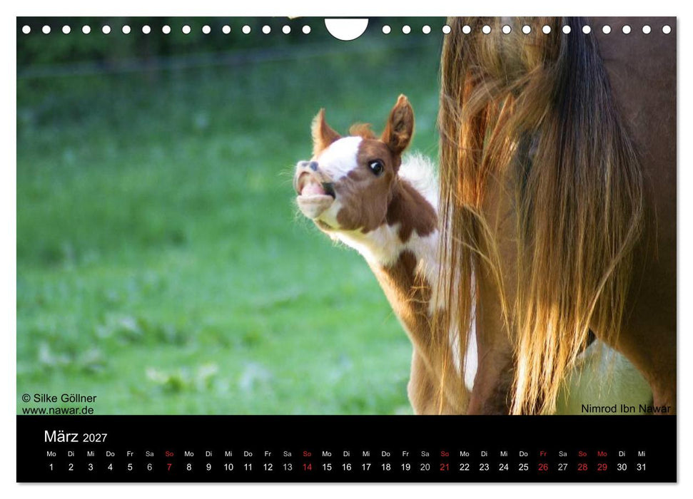 Arabische Fohlen 2027 (CALVENDO Wandkalender 2027)