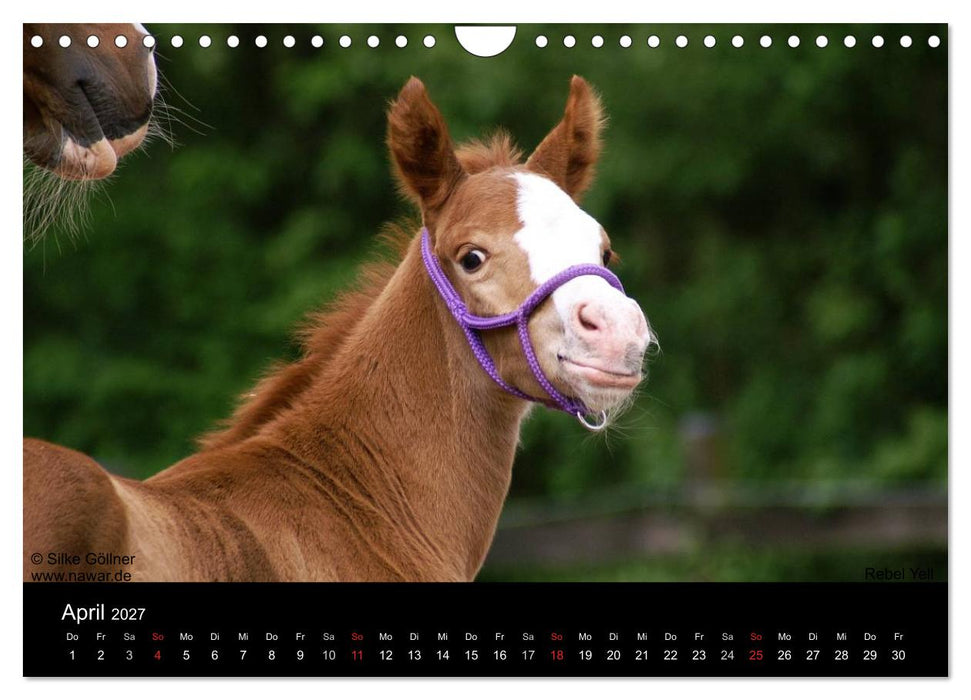 Arabische Fohlen 2027 (CALVENDO Wandkalender 2027)