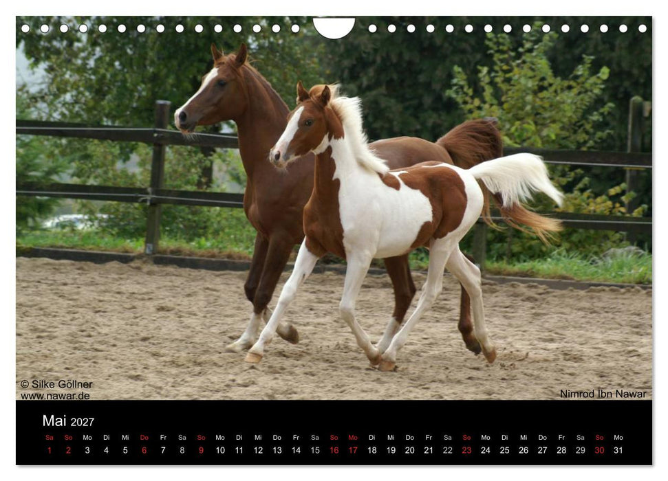 Arabische Fohlen 2027 (CALVENDO Wandkalender 2027)