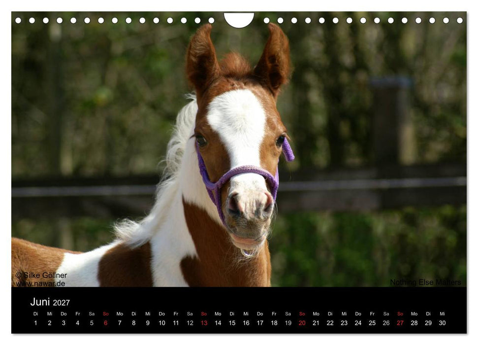 Arabische Fohlen 2027 (CALVENDO Wandkalender 2027)