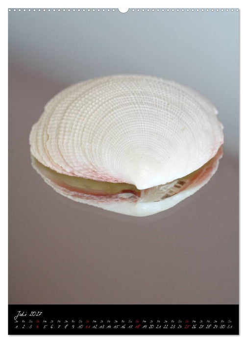 Muscheln und Schnecken (CALVENDO Premium Wandkalender 2027)