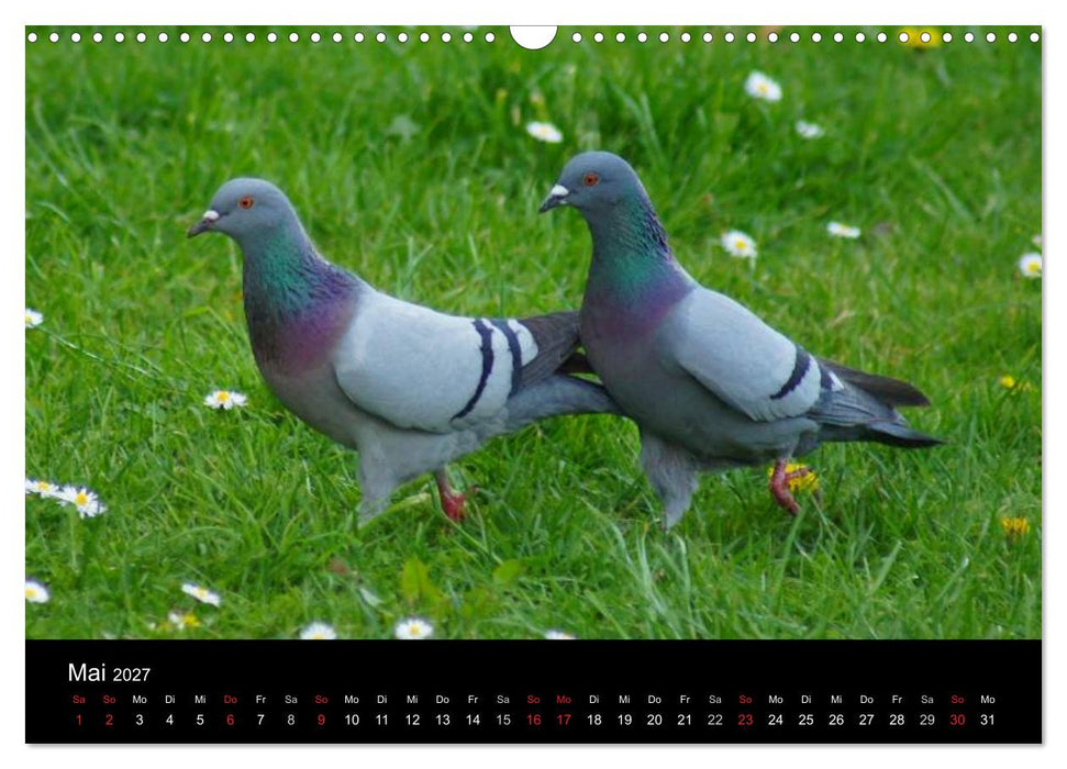 Tauben in der Stadt (CALVENDO Wandkalender 2027)