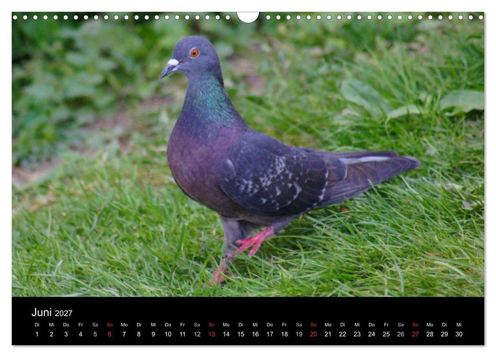 Tauben in der Stadt (CALVENDO Wandkalender 2027)
