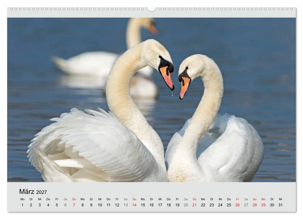 Mit dem Schwan durchs Jahr 2027 (CALVENDO Premium Wandkalender 2027)