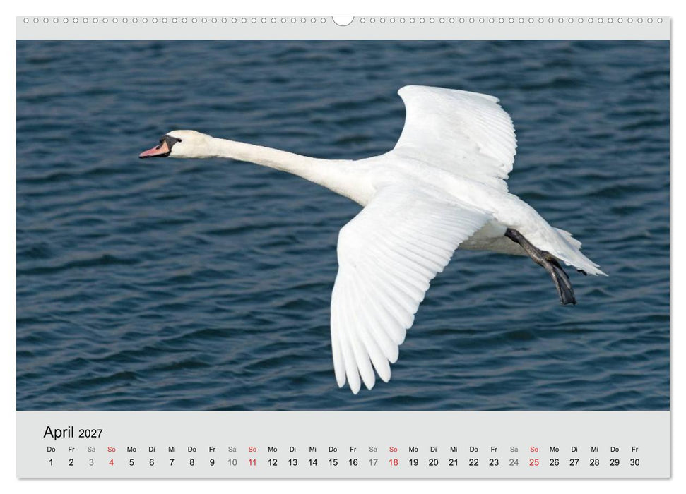 Mit dem Schwan durchs Jahr 2027 (CALVENDO Premium Wandkalender 2027)