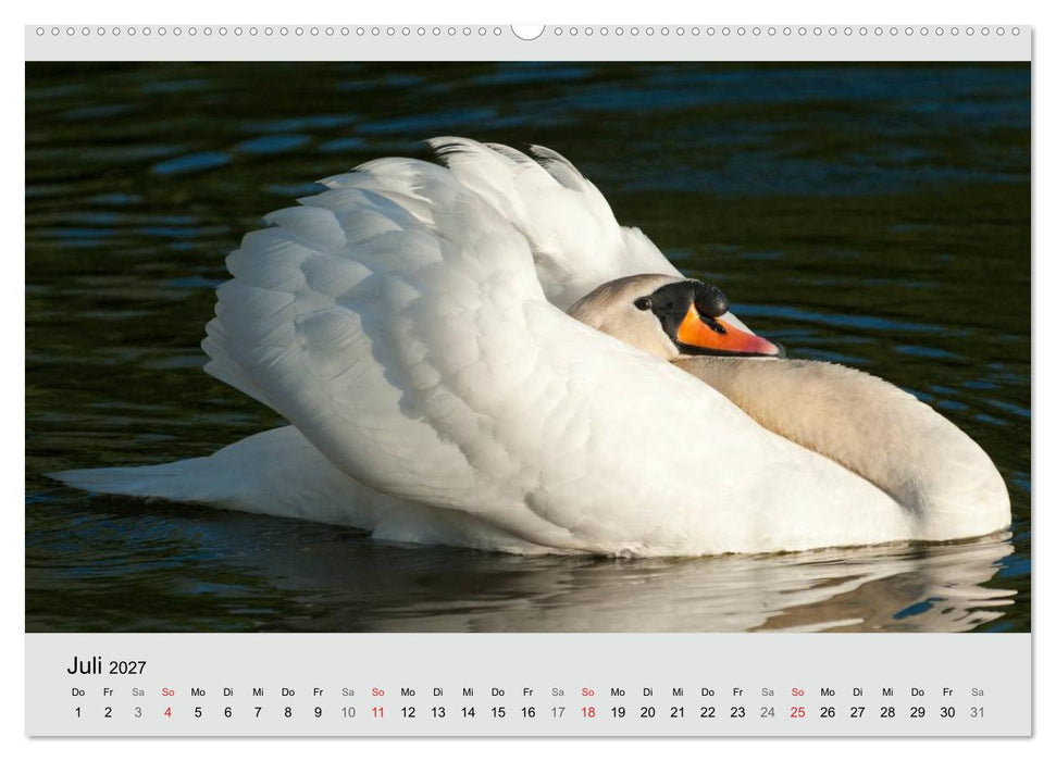 Mit dem Schwan durchs Jahr 2027 (CALVENDO Premium Wandkalender 2027)