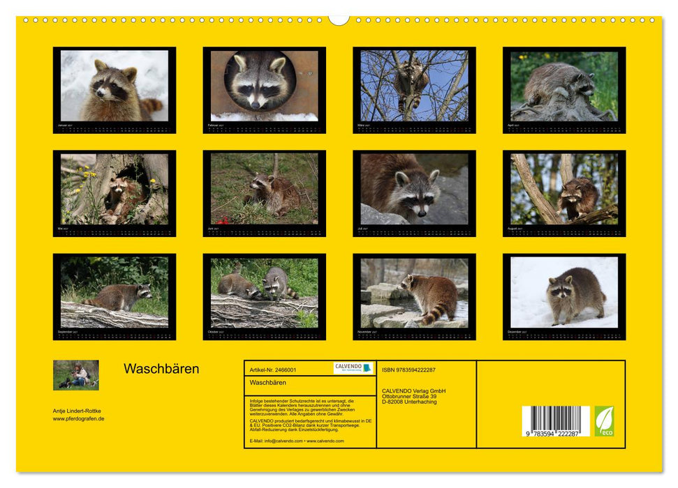 Waschbären (CALVENDO Premium Wandkalender 2027)