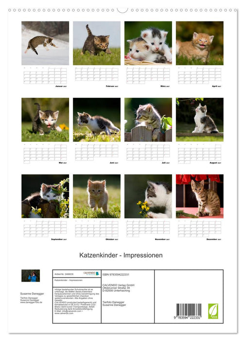 Katzenkinder - Impressionen (CALVENDO Premium Wandkalender 2027)