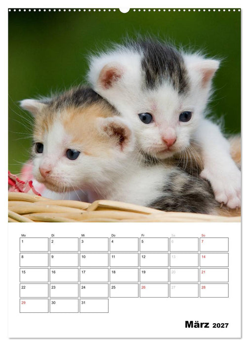 Katzenkinder - Impressionen (CALVENDO Premium Wandkalender 2027)