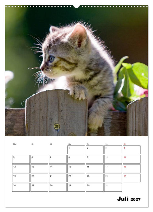 Katzenkinder - Impressionen (CALVENDO Premium Wandkalender 2027)