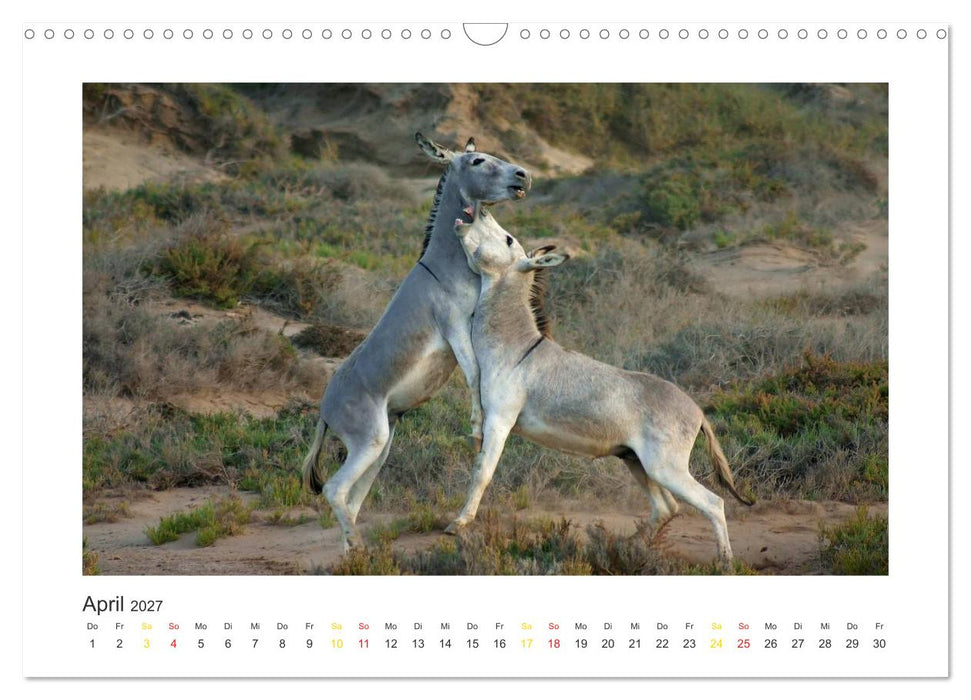 Fuerteventura (CALVENDO Wandkalender 2027)