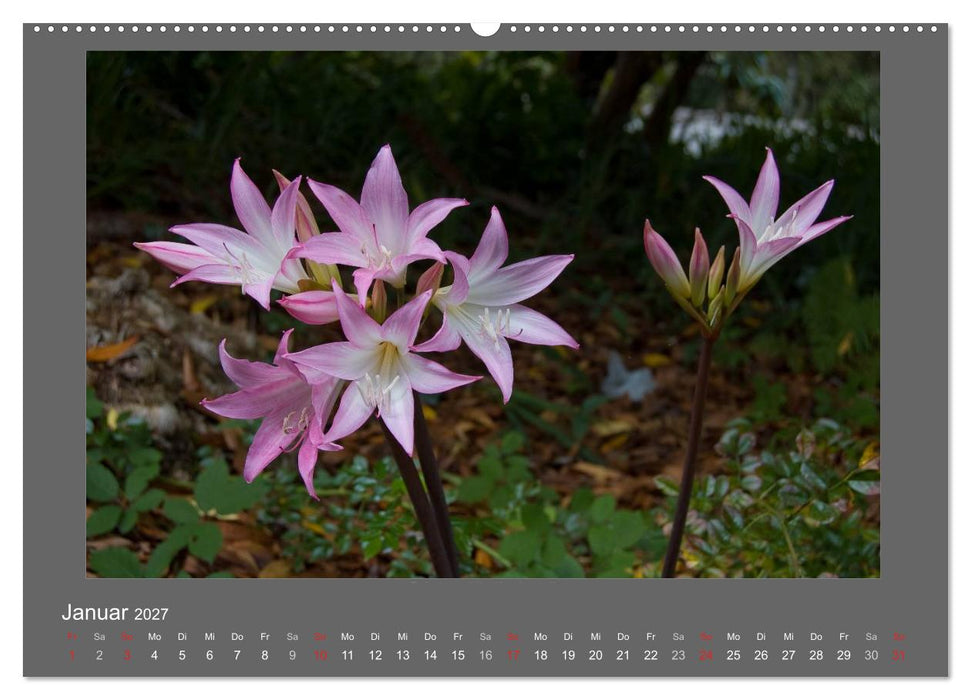 Madeiras Blumenwelt (CALVENDO Wandkalender 2027)