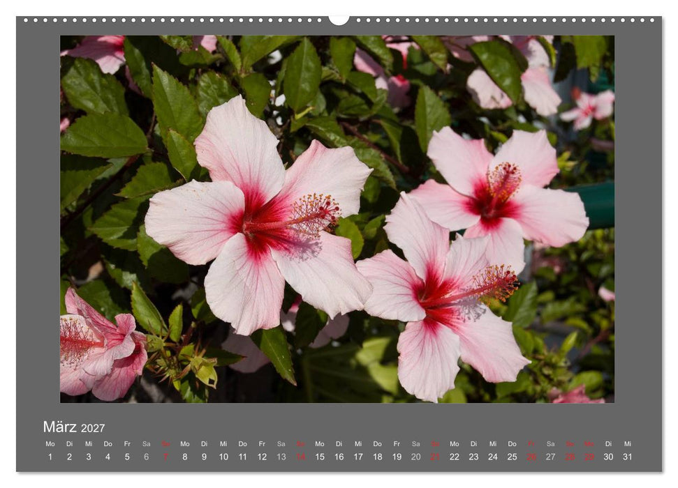 Madeiras Blumenwelt (CALVENDO Wandkalender 2027)