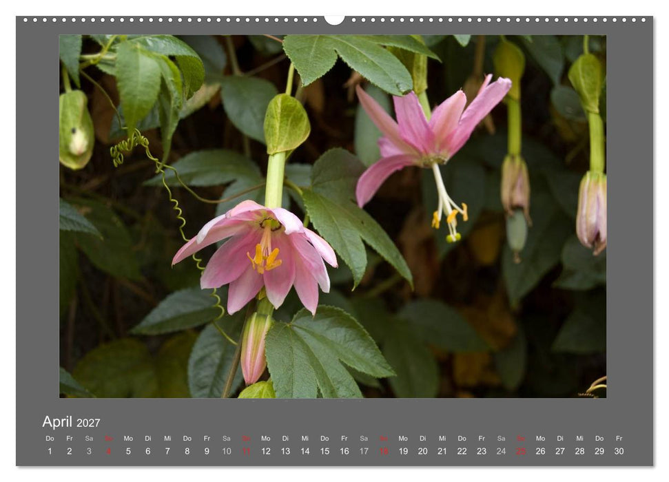 Madeiras Blumenwelt (CALVENDO Wandkalender 2027)