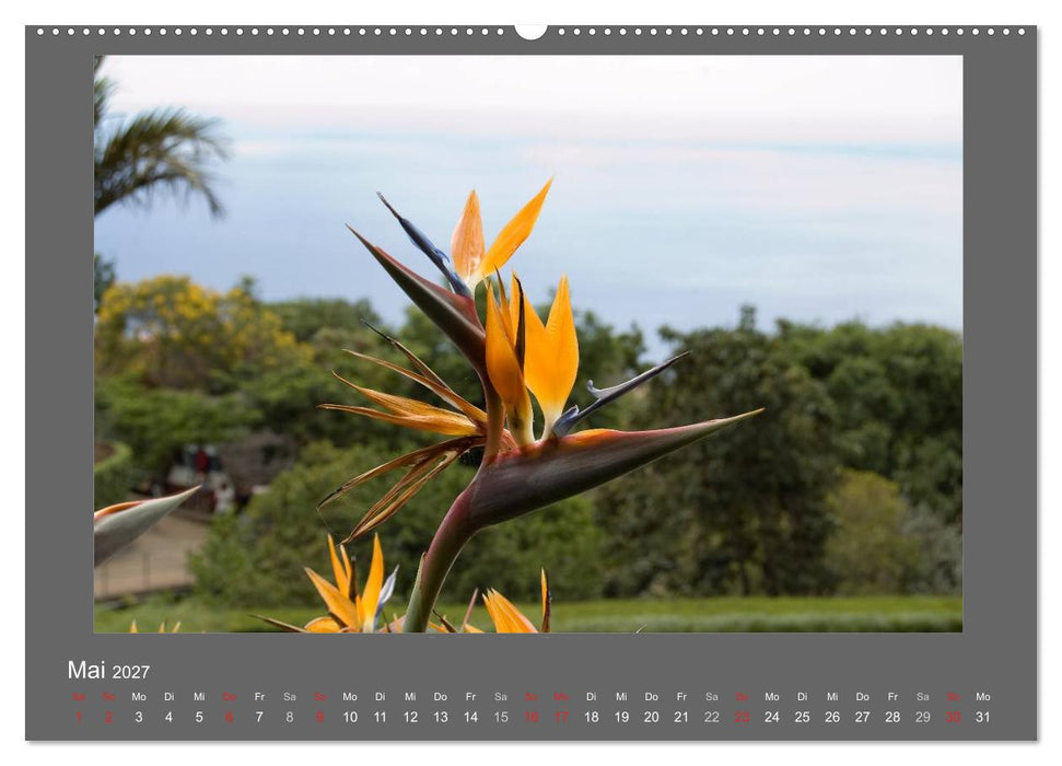 Madeiras Blumenwelt (CALVENDO Wandkalender 2027)