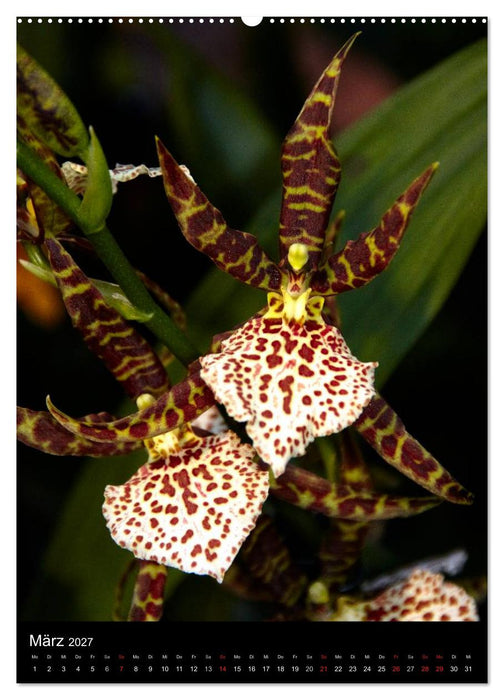 Faszination Orchideen (CALVENDO Wandkalender 2027)