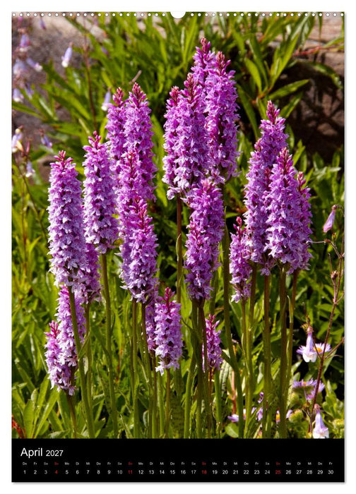 Faszination Orchideen (CALVENDO Wandkalender 2027)