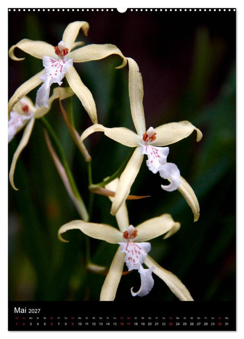 Faszination Orchideen (CALVENDO Wandkalender 2027)
