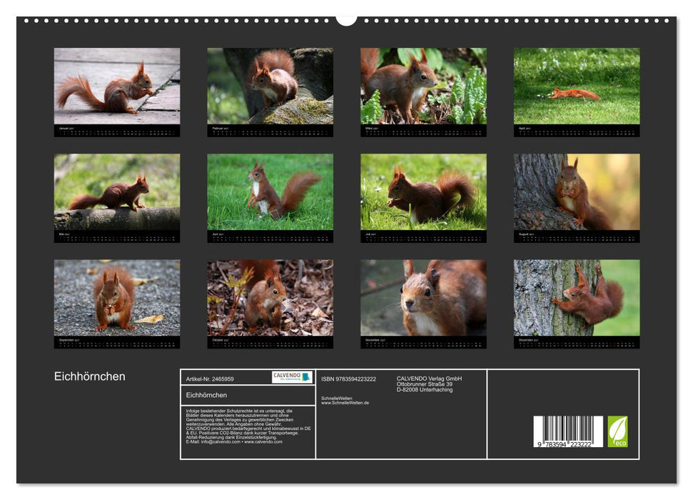 Eichhörnchen (CALVENDO Premium Wandkalender 2027)