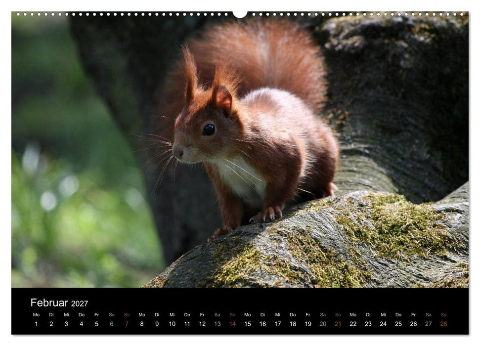 Eichhörnchen (CALVENDO Premium Wandkalender 2027)
