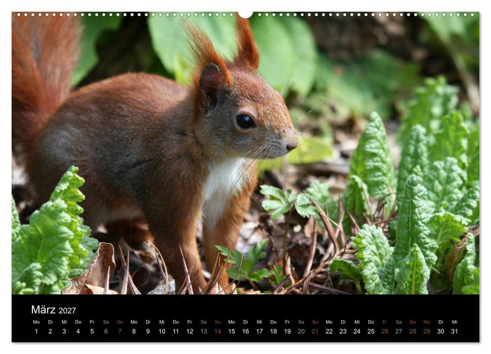 Eichhörnchen (CALVENDO Premium Wandkalender 2027)