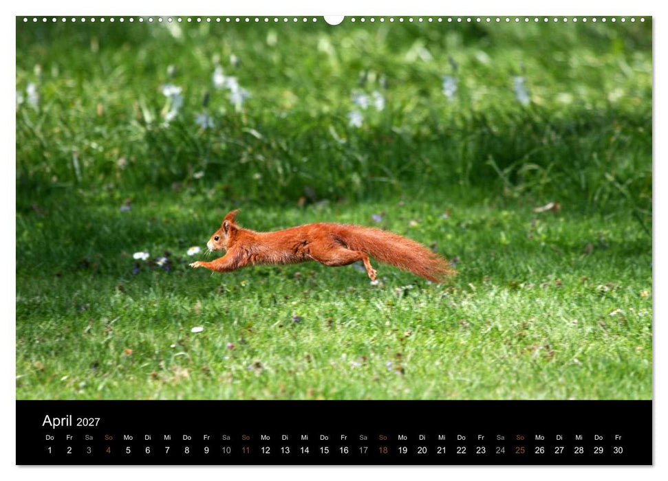 Eichhörnchen (CALVENDO Premium Wandkalender 2027)