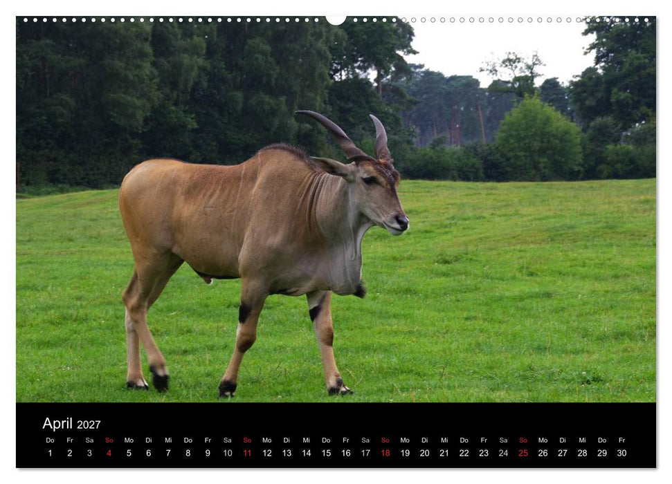 Welt der Tiere (CALVENDO Premium Wandkalender 2027)