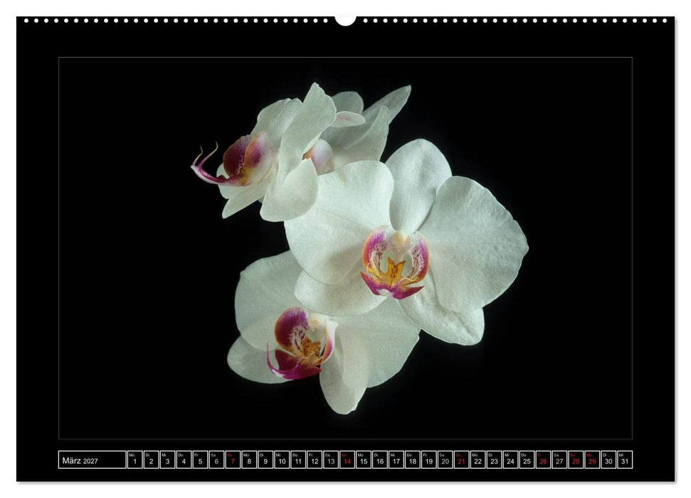 Orchideen 2027 (CALVENDO Premium Wandkalender 2027)