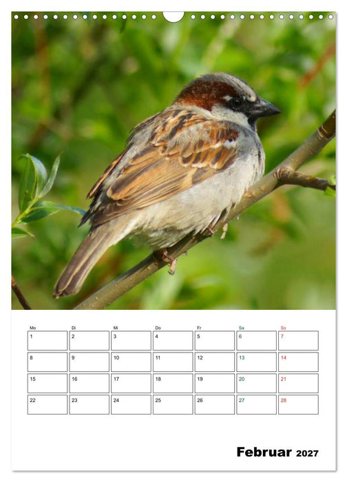 Heimische Singvögel (CALVENDO Wandkalender 2027)