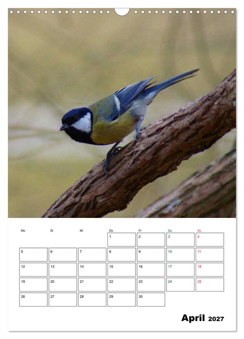Heimische Singvögel (CALVENDO Wandkalender 2027)