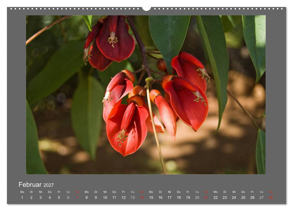 Madeiras Blumenwelt (CALVENDO Premium Wandkalender 2027)