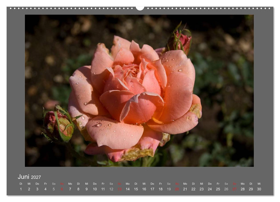 Madeiras Blumenwelt (CALVENDO Premium Wandkalender 2027)