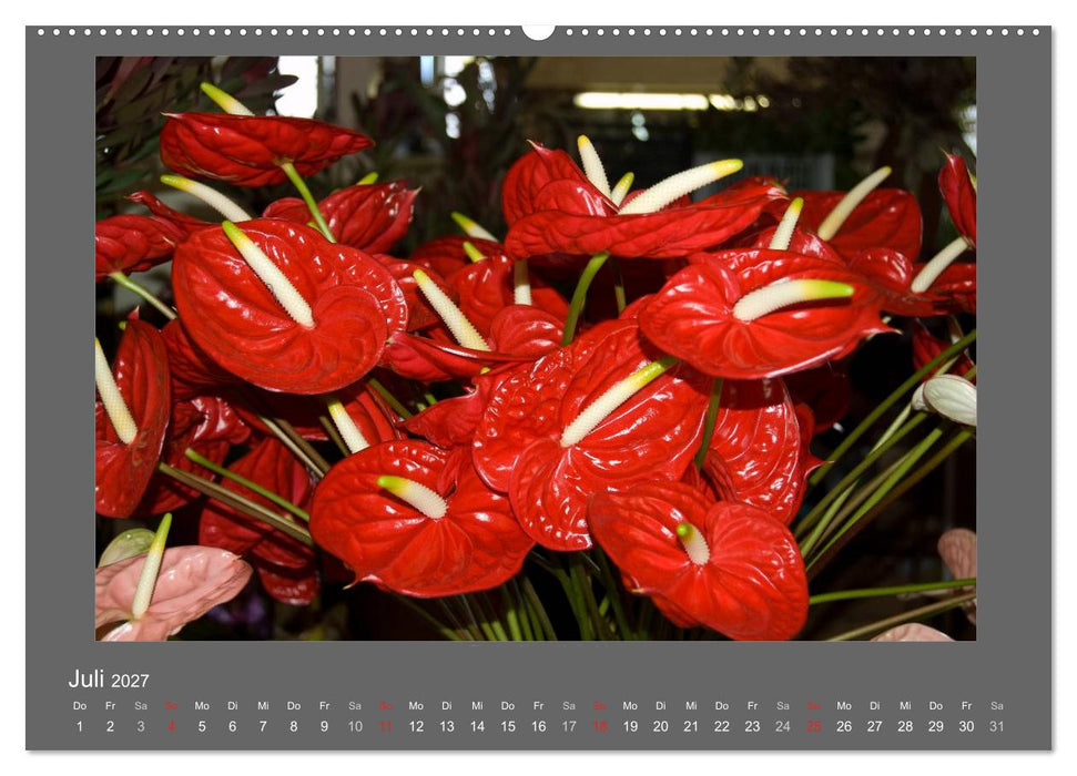 Madeiras Blumenwelt (CALVENDO Premium Wandkalender 2027)