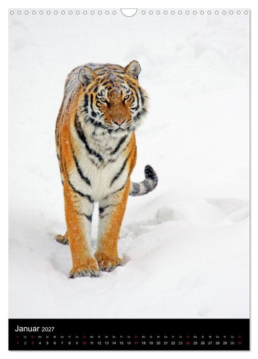 Wildlife 2027 (CALVENDO Wandkalender 2027)