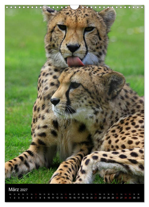 Wildlife 2027 (CALVENDO Wandkalender 2027)