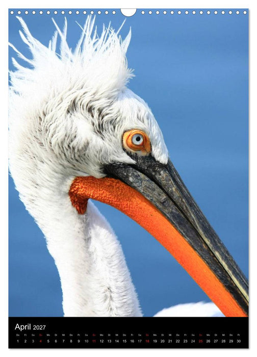 Wildlife 2027 (CALVENDO Wandkalender 2027)