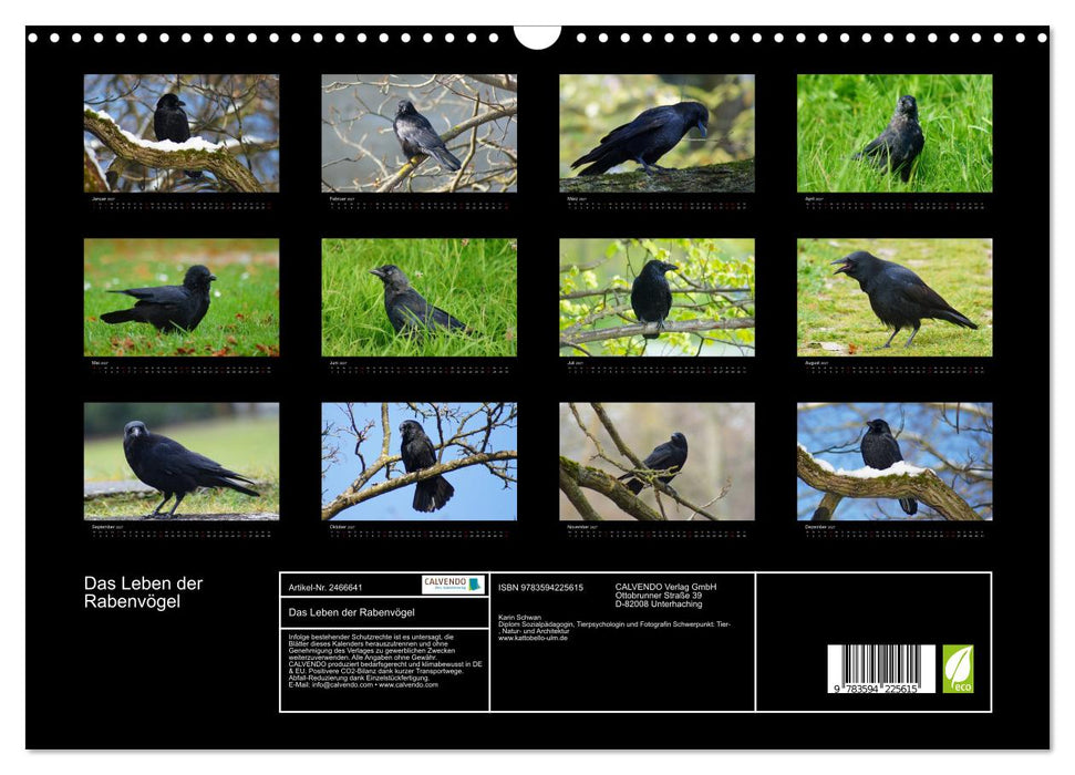 Das Leben der Rabenvögel (CALVENDO Wandkalender 2027)