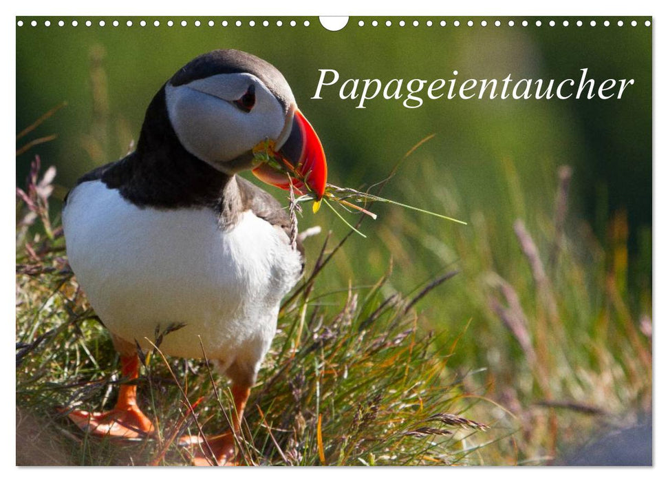 Papageientaucher (CALVENDO Wandkalender 2027)