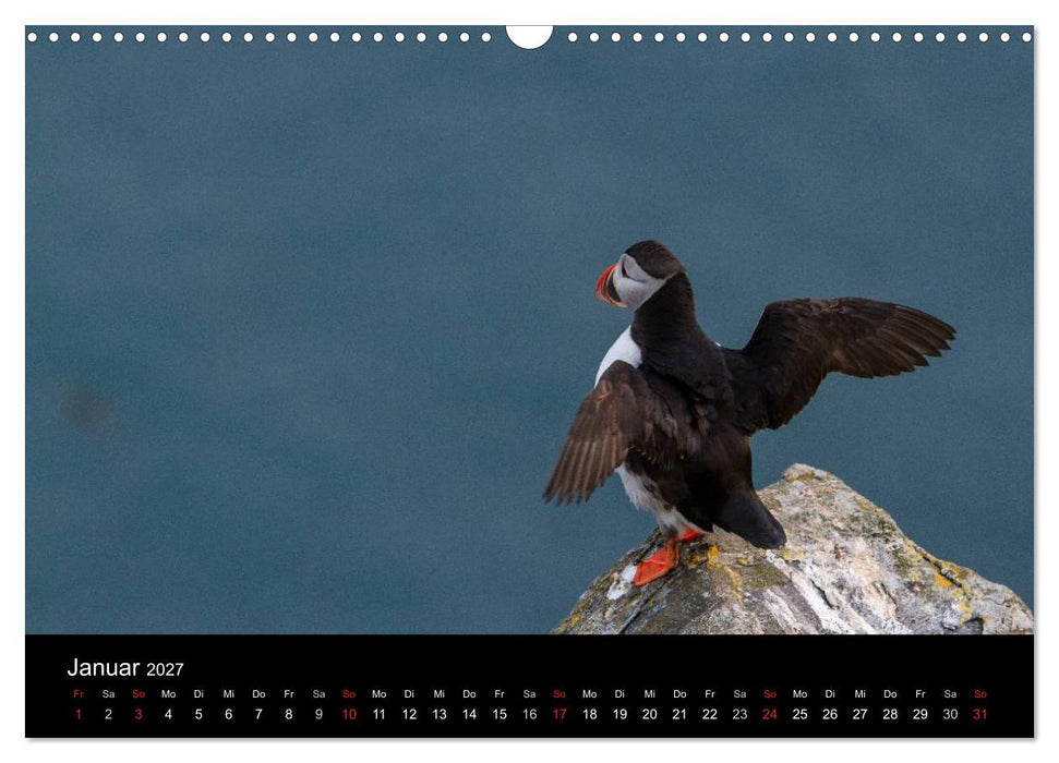 Papageientaucher (CALVENDO Wandkalender 2027)