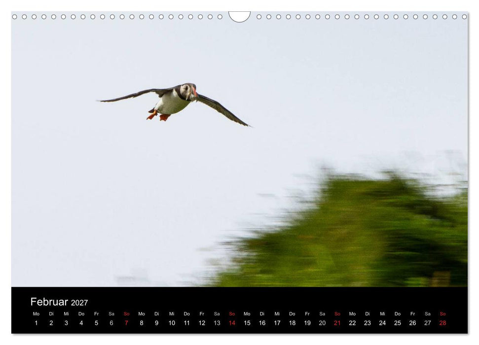 Papageientaucher (CALVENDO Wandkalender 2027)