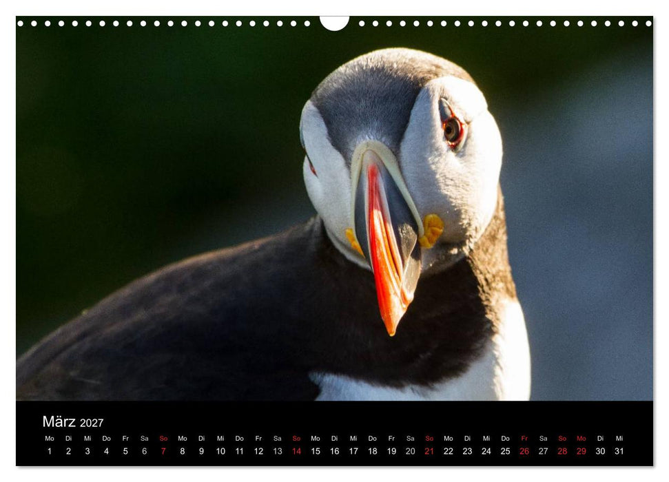 Papageientaucher (CALVENDO Wandkalender 2027)