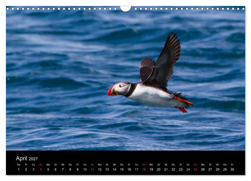 Papageientaucher (CALVENDO Wandkalender 2027)