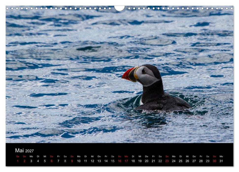 Papageientaucher (CALVENDO Wandkalender 2027)