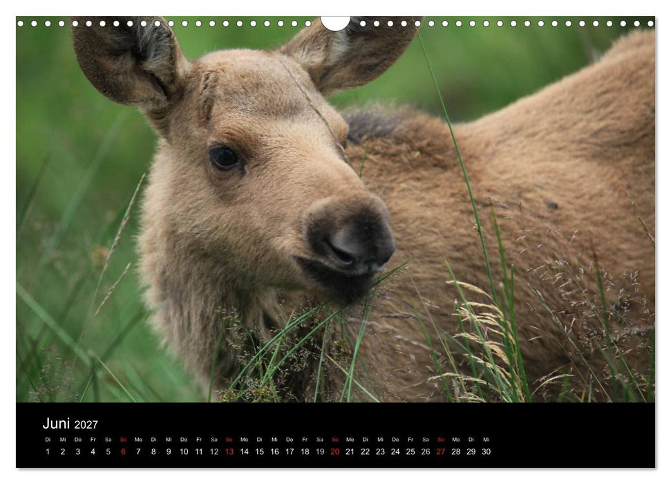 Schweden 2027 (CALVENDO Wandkalender 2027)