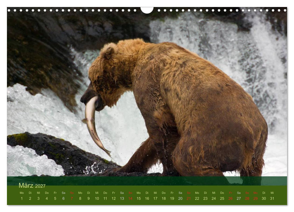 Der Bärenkalender 2027 (CALVENDO Wandkalender 2027)