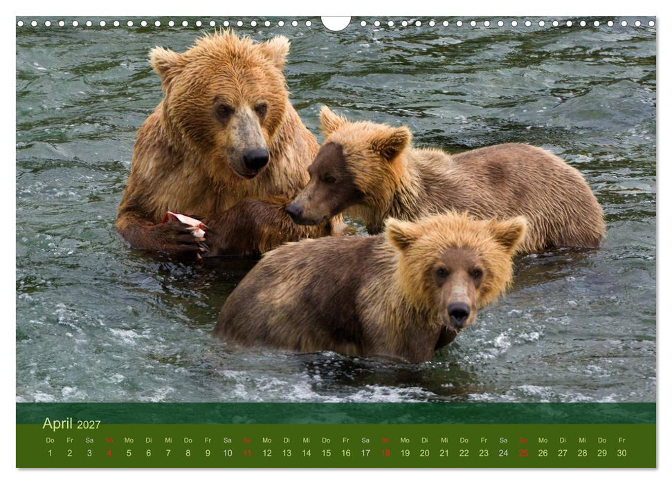 Der Bärenkalender 2027 (CALVENDO Wandkalender 2027)