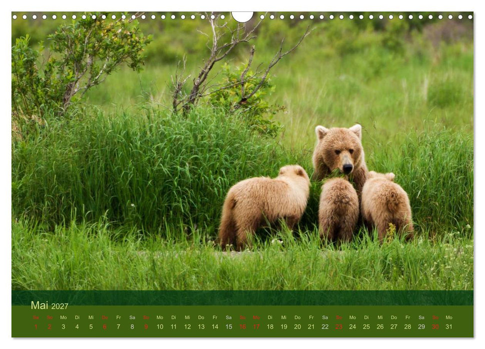 Der Bärenkalender 2027 (CALVENDO Wandkalender 2027)