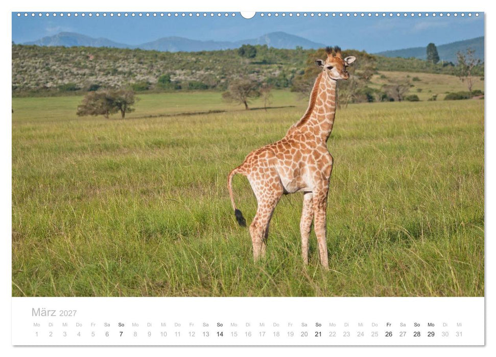 Tierische Glücksmomente mit Weisheiten (CALVENDO Wandkalender 2027)