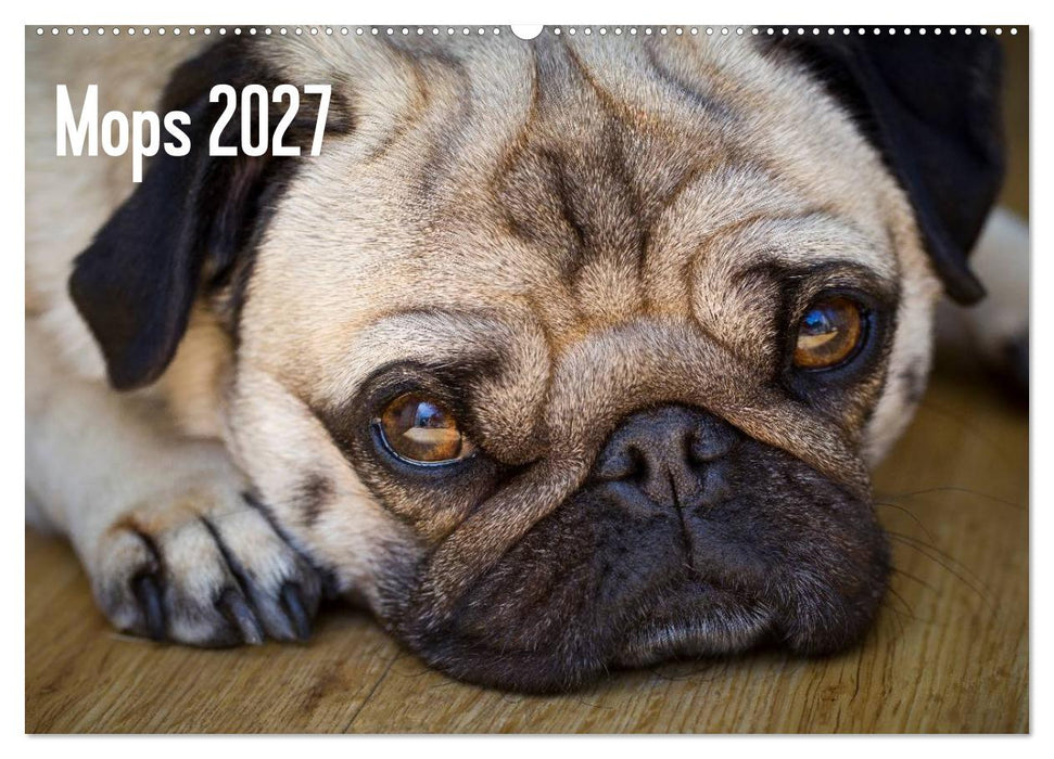 Mops 2027 (CALVENDO Wandkalender 2027)
